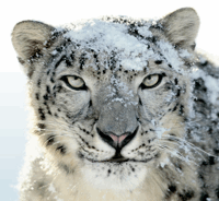Hoe te upgraden naar Snow Leopard & Wat u moet weten [Mac] sneeuwluipaard