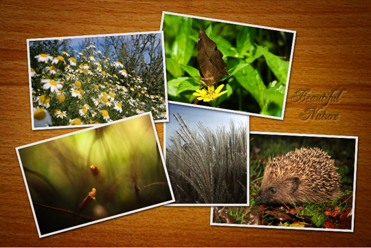 Een coole collage maken met Photoshop naturecollage