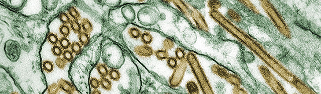 Aviaire influenza A H5N1-virussen