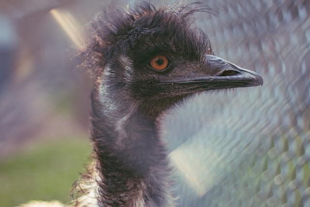 10 redenen om te kiezen voor handmatige scherpstelling boven autofocus bij het maken van foto's dierentuinbeeld flickr