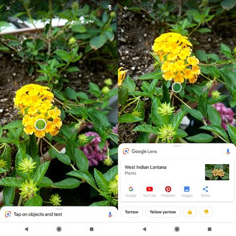 Hoe u planten en bloemen kunt identificeren met uw telefoon Camera Google Lens