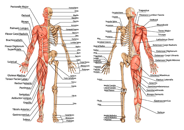 menselijke anatomie