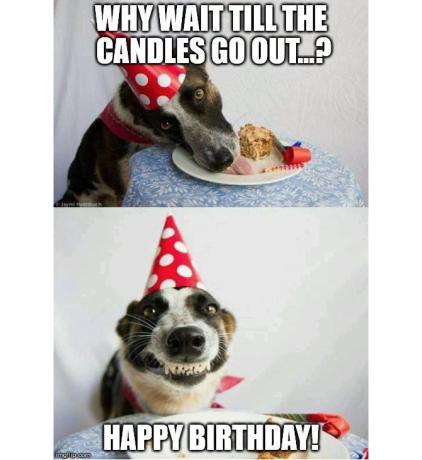 Hond en cake verjaardag Meme