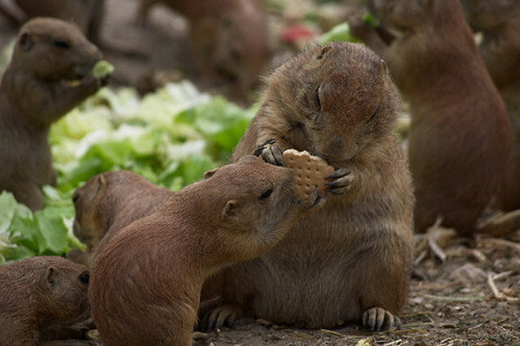 dieren delen