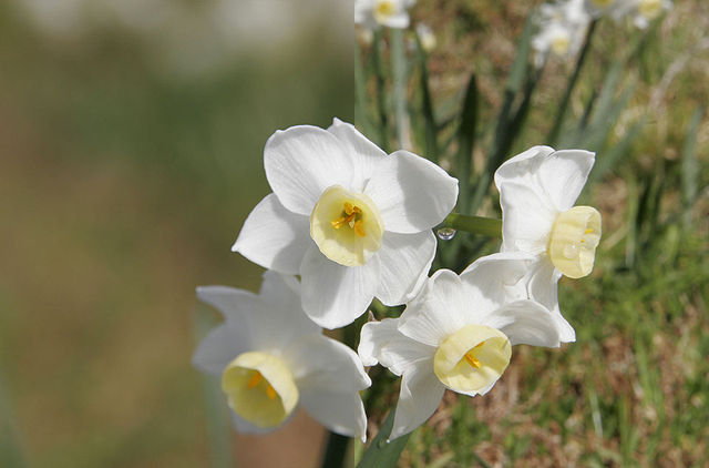 flowers-dof-vergelijking