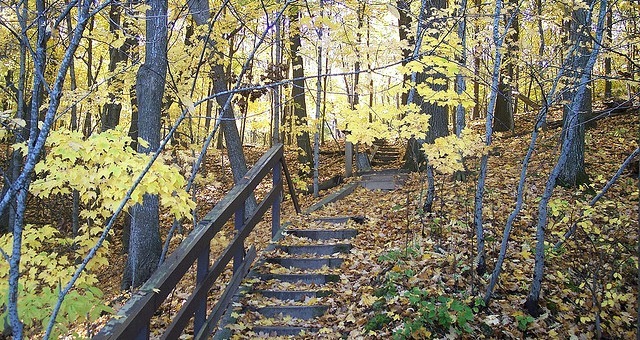 In het bos